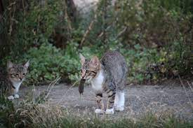 chat chasse sourie