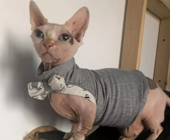 sphynx habiller